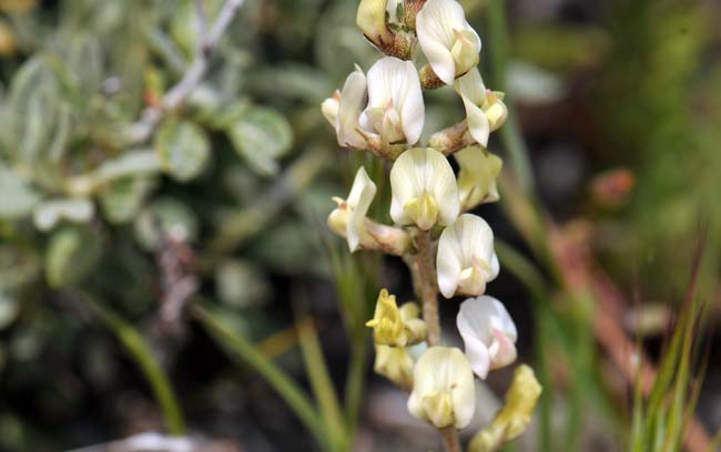 Astragalus arizonicus, Arizona Milkvetch, Southwest Desert Flora